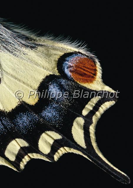 aile papilio machaon.JPG - Gros plan, aile de Papilio machaonSwallowtail wingLepidoptera, PapilionidaeFrance